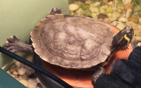 Pads alias Schredder; mijn geelwang schildpad
